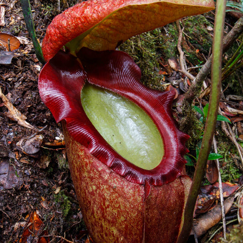 Nepenthes rajah pitcher plant with a large red pitcher open at the rim revealing a pale green interior in a mossy forest floor.