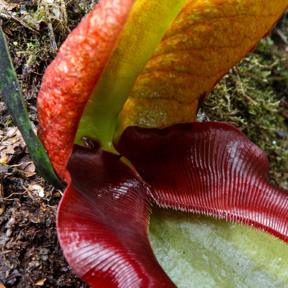
                      
                        Nepenthes rajah, BE-3152
                      
                    