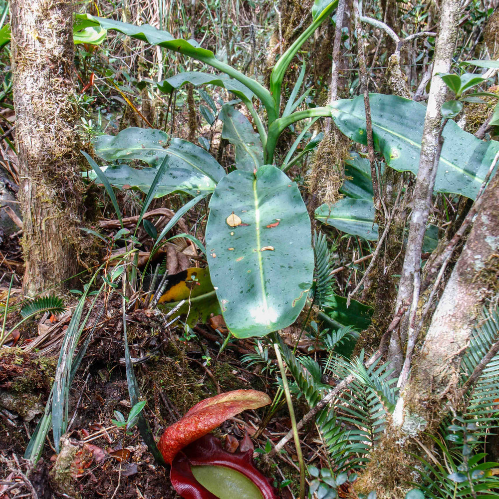 Nepenthes rajah, BE-3152