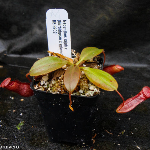 Nepenthes rajah x burbidgeae x edwardsiana seedling in a small pot with green leaves and red pitcher traps visible