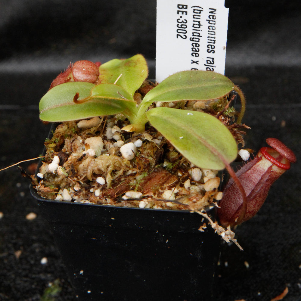Nepenthes rajah x (burbidgeae x edwardsiana)