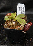 Nepenthes rajah x (burbidgeae x edwardsiana)