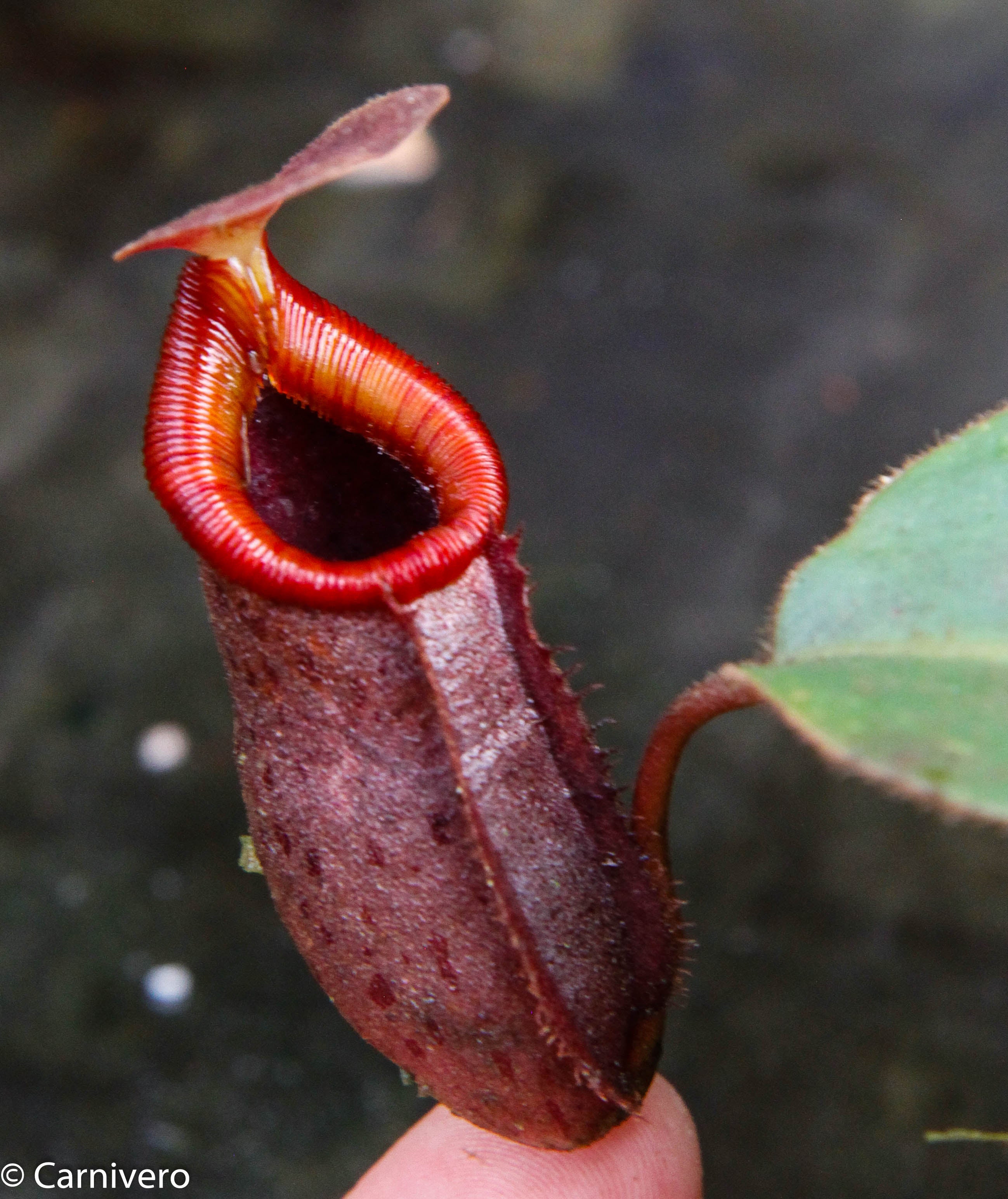 Nepenthes rajah x (lowii x veitchii) – Carnivero