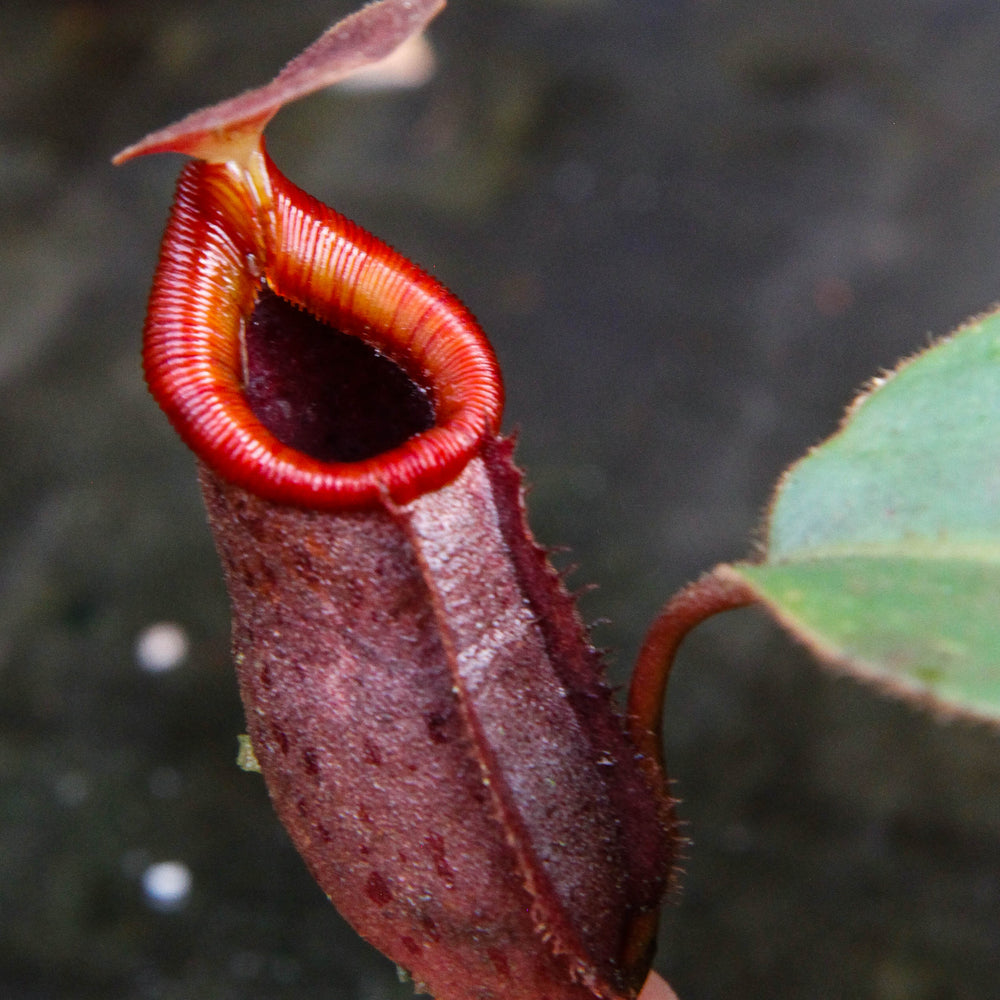 
                      
                        Nepenthes rajah x (lowii x veitchii)
                      
                    