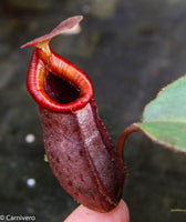 Nepenthes rajah x (lowii x veitchii)