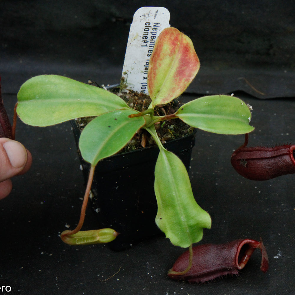 
                      
                        Nepenthes rajah x (lowii x veitchii)
                      
                    