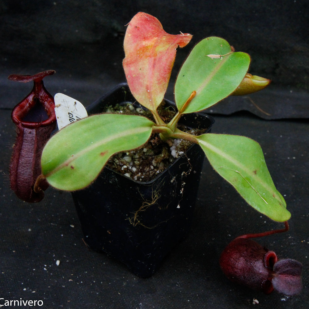 
                      
                        Nepenthes rajah x (lowii x veitchii)
                      
                    