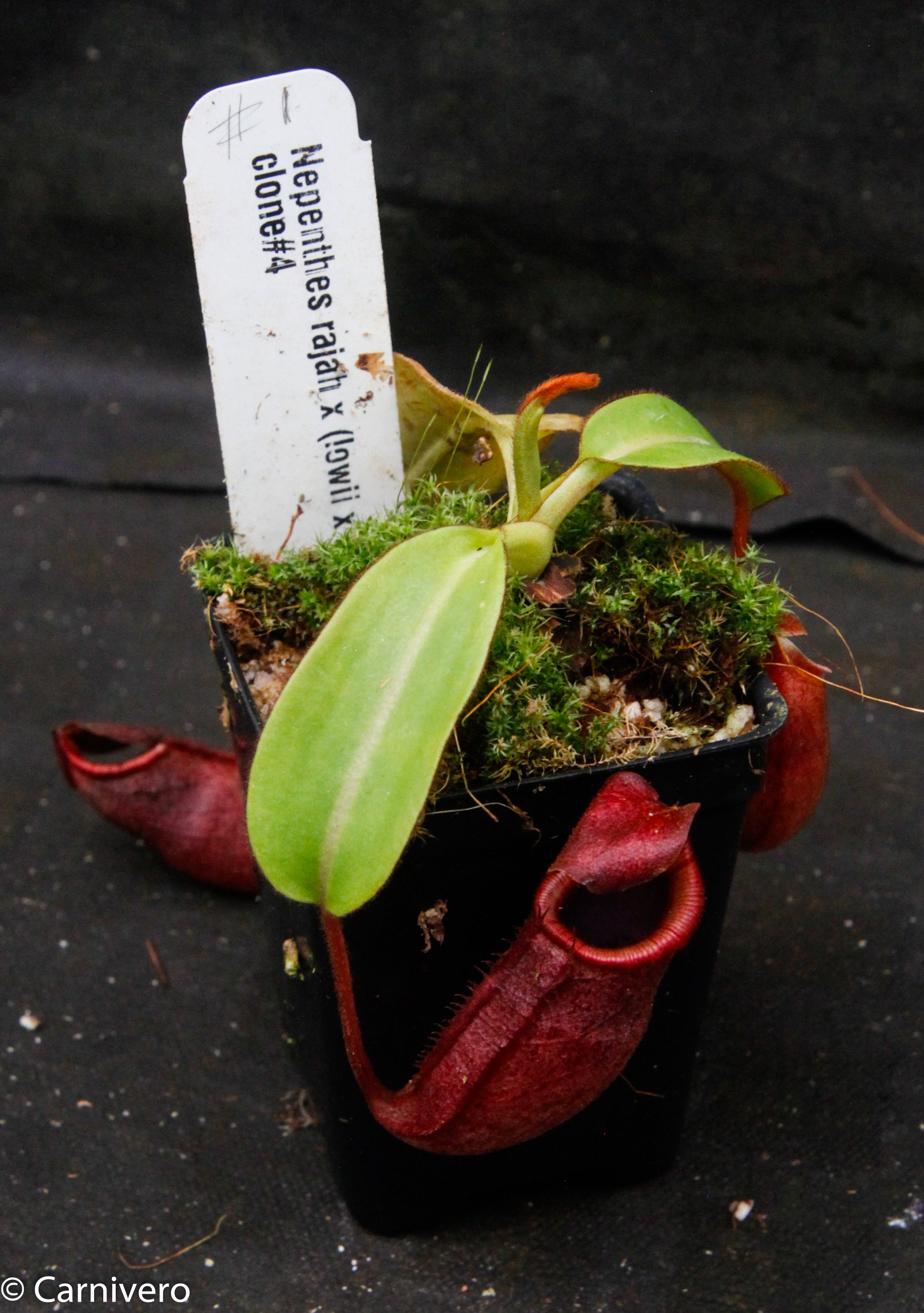 Nepenthes rajah x (lowii x veitchii) – Carnivero