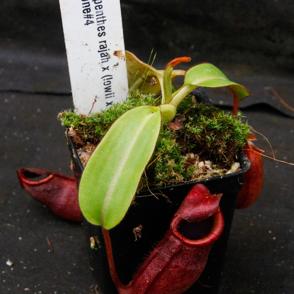 
                      
                        Nepenthes rajah x (lowii x veitchii)
                      
                    
