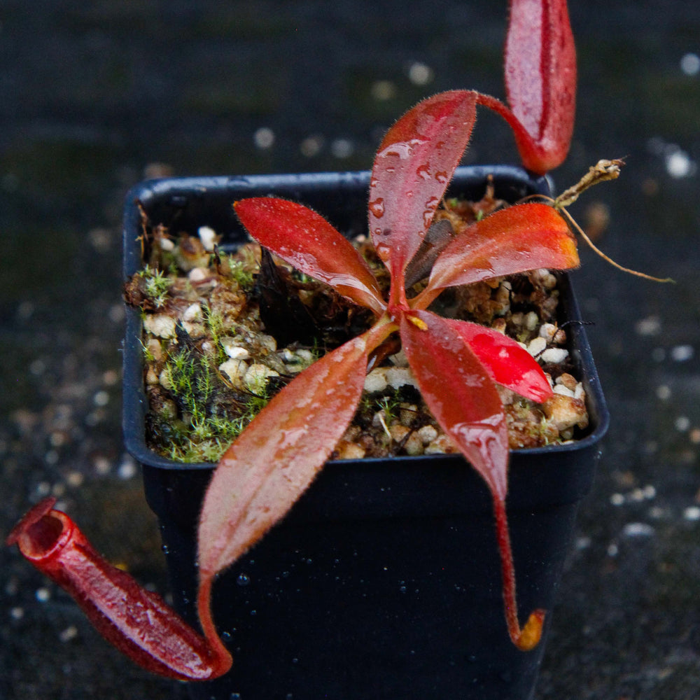 Nepenthes rajah x (veitchii x platychila)