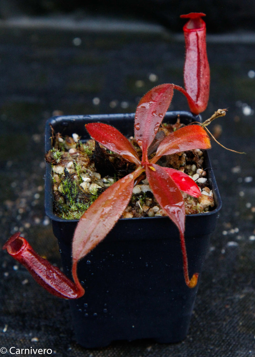 Nepenthes rajah x platychila BE-4509