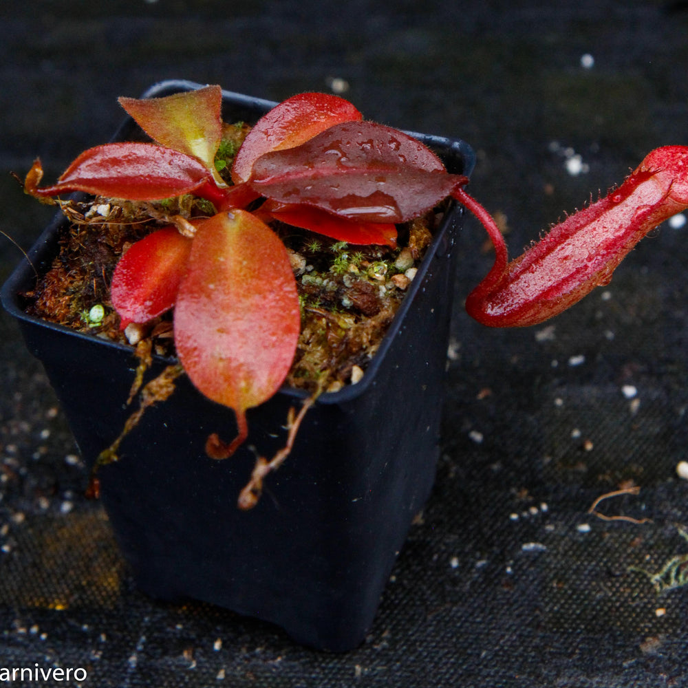 
                      
                        Nepenthes rajah x (veitchii x platychila)
                      
                    