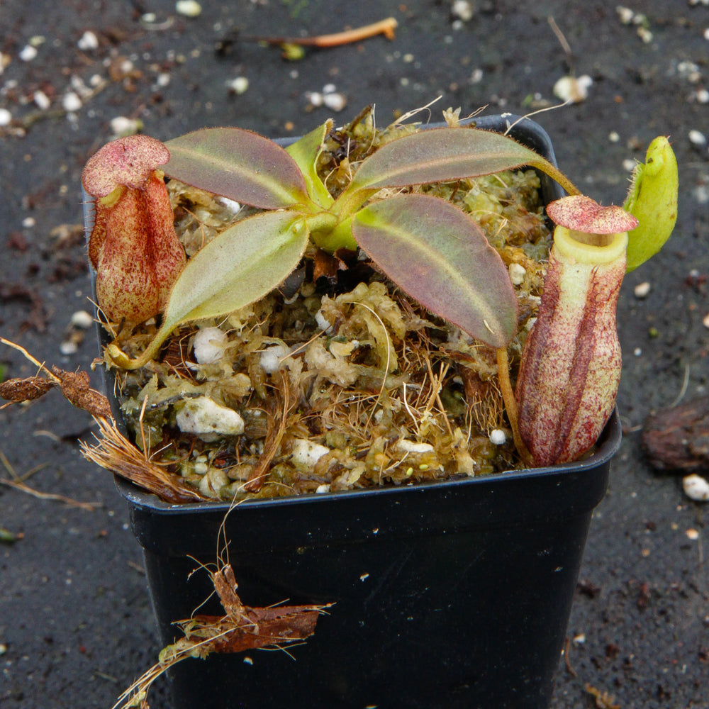 
                      
                        Nepenthes rajah x burbidgeae (x Alisaputrana)
                      
                    