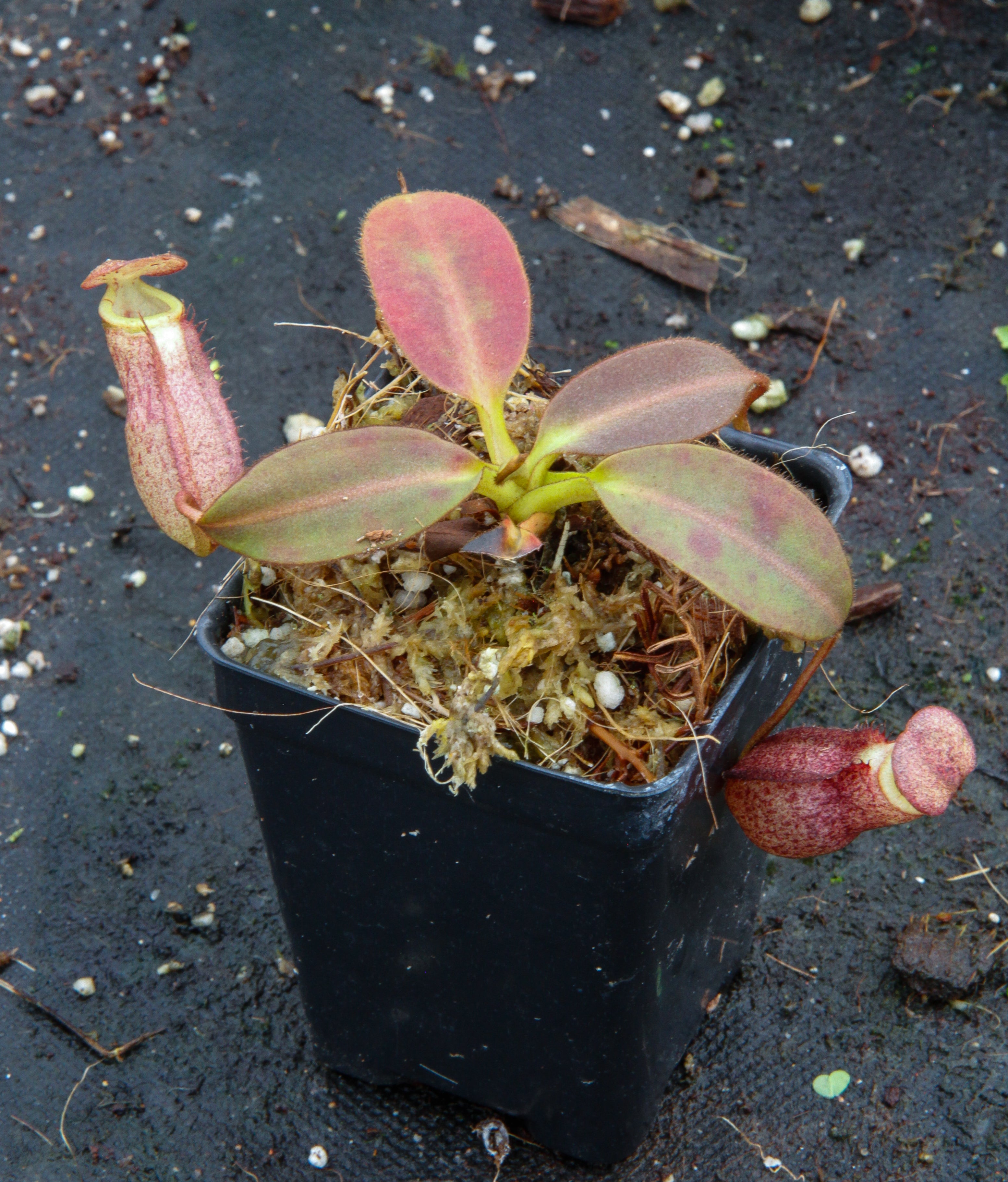 Nepenthes x alisaputrana(N.rajah x burbidgeae) ウツボカズラ 食虫