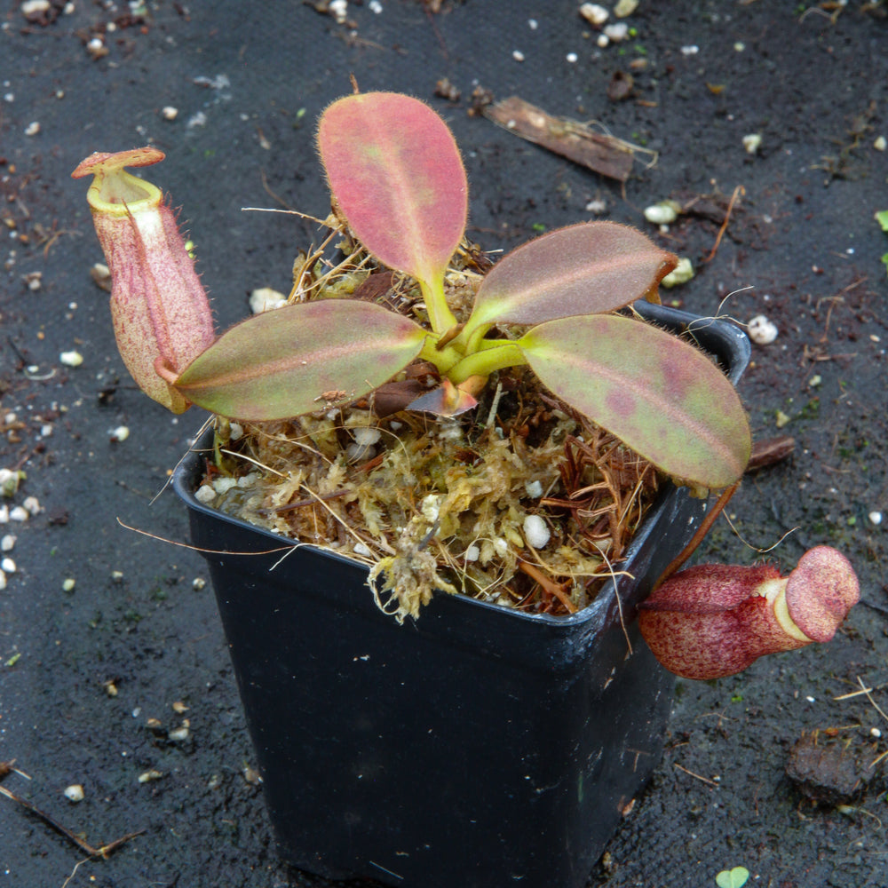 
                      
                        Nepenthes rajah x burbidgeae (x Alisaputrana)
                      
                    