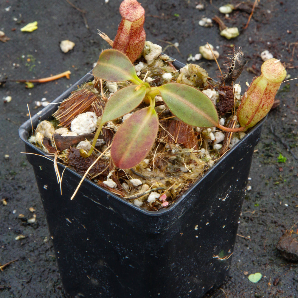 
                      
                        Nepenthes rajah x burbidgeae (x Alisaputrana)
                      
                    