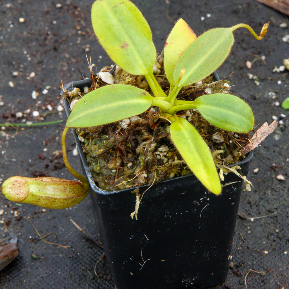 
                      
                        Nepenthes rajah x burbidgeae (x Alisaputrana)
                      
                    