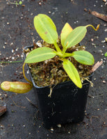 Nepenthes rajah x burbidgeae (x Alisaputrana)