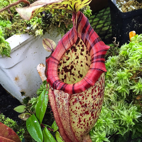 Side view of Nepenthes rajah x burbidgeae hybrid pitcher with a yellow-green interior and red-speckled exterior amid moss.