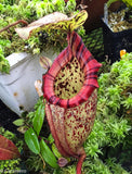 Nepenthes rajah x burbidgeae (x Alisaputrana)