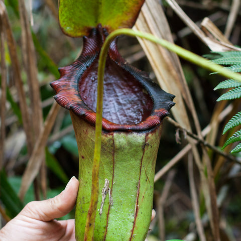 Large green Nepenthes rajah x lowii pitcher with a red fringed rim held by a hand in a garden