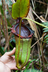 Nepenthes rajah x lowii - Exact Plant
