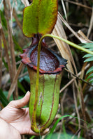 Nepenthes rajah x lowii