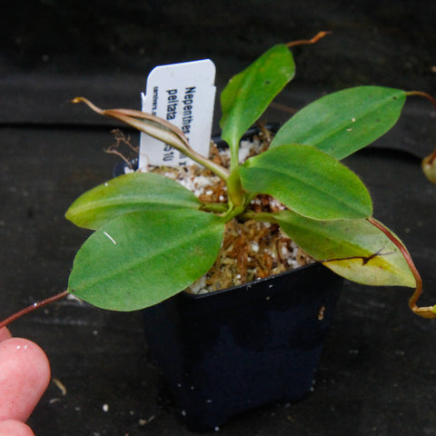 Nepenthes rajah x peltata in a small pot with green leaves and a tiny red pitcher on a curling tendril