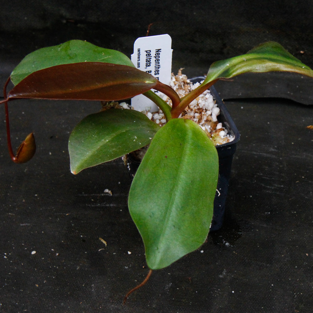 Nepenthes rajah x peltata