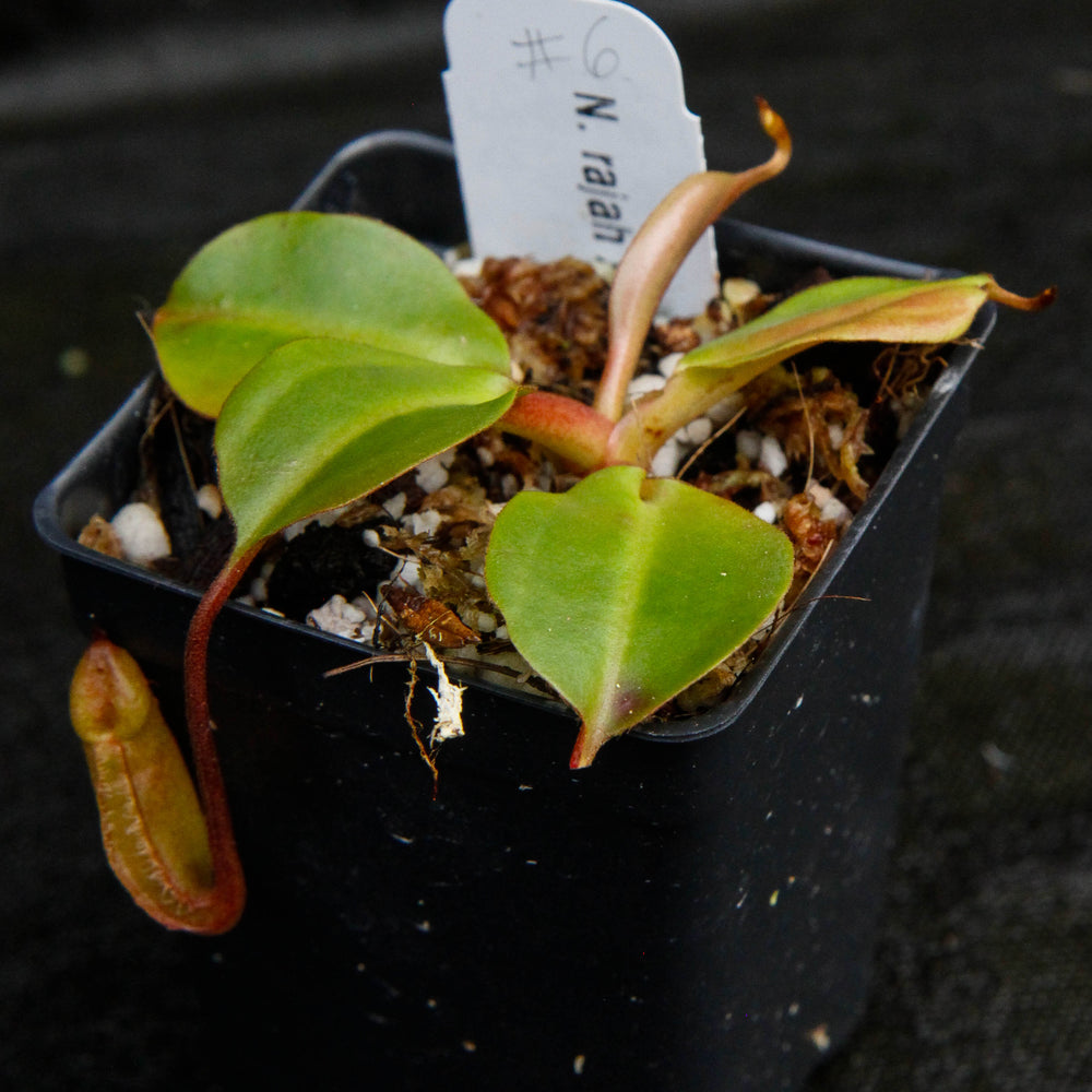 
                      
                        Nepenthes rajah x robcantleyi, BE-4019
                      
                    