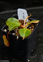 Nepenthes rajah x robcantleyi
