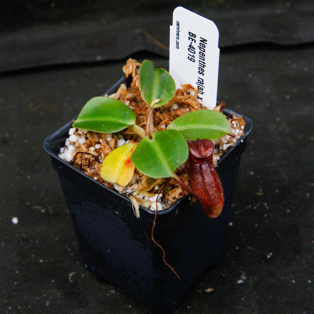
                      
                        Nepenthes rajah x robcantleyi, BE-4019
                      
                    