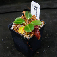 Nepenthes rajah x robcantleyi