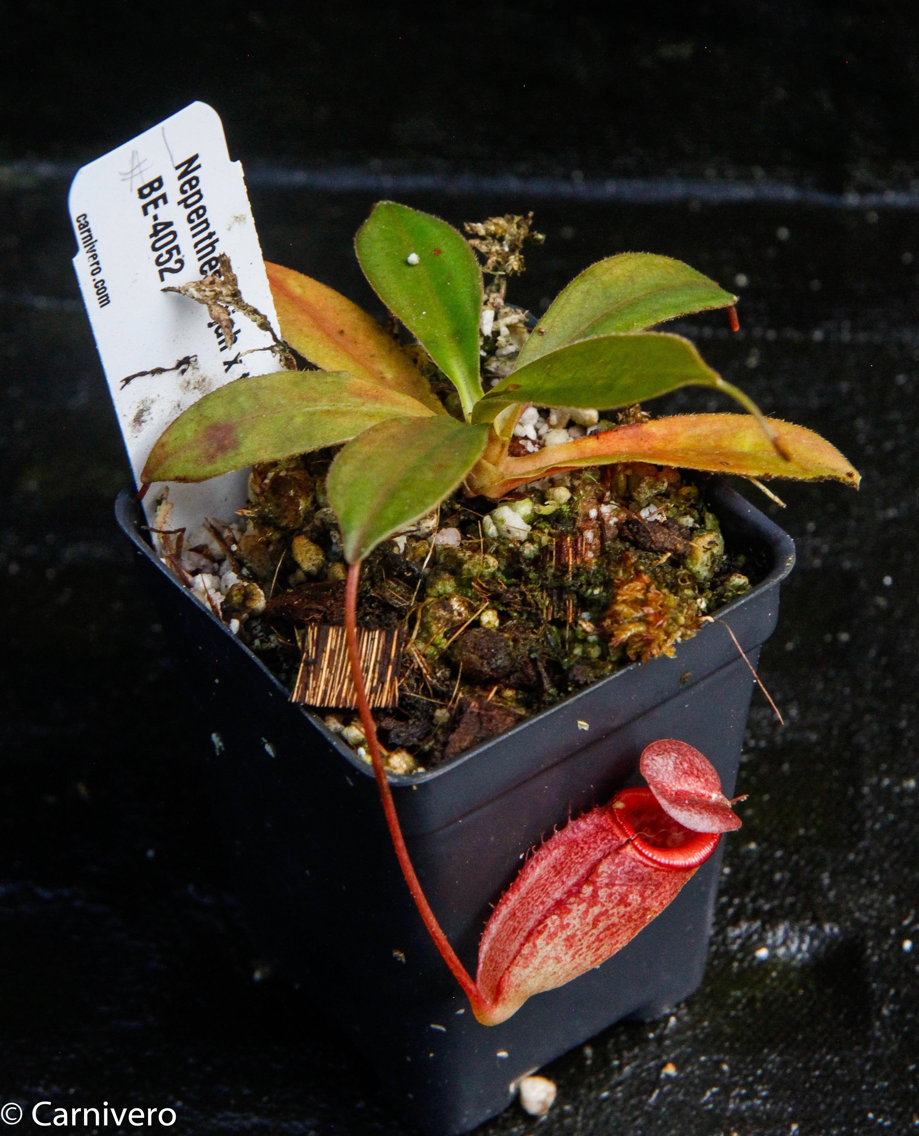 Nepenthes rajah x tenuis – Carnivero