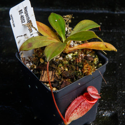Nepenthes rajah x tenuis with a long red pitcher in a mossy pot and a plant tag
