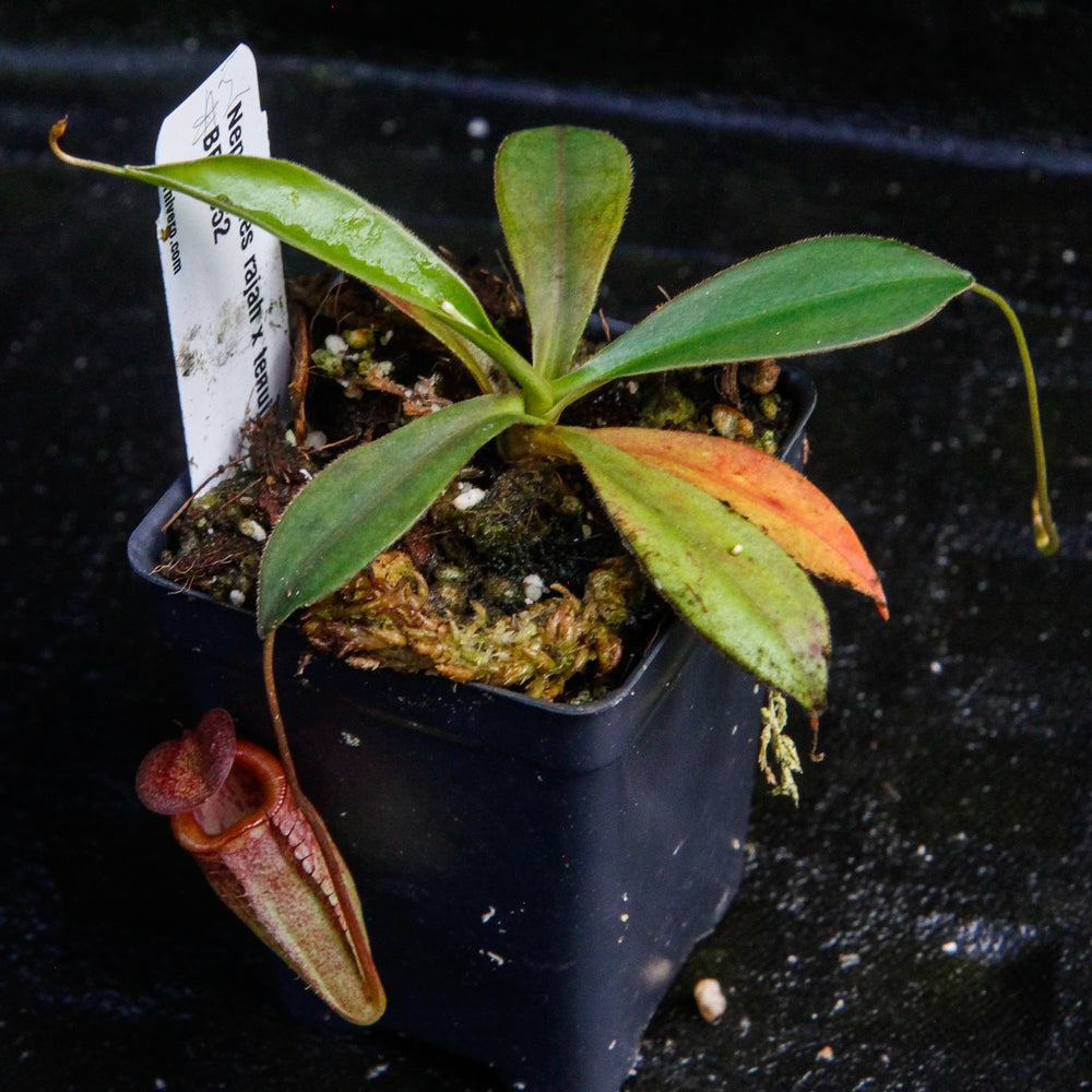 Nepenthes rajah x tenuis