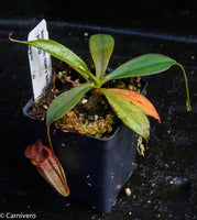 Nepenthes rajah x tenuis