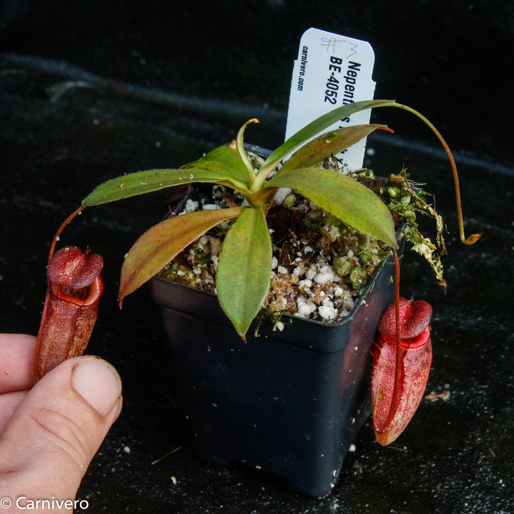 
                      
                        Nepenthes rajah x tenuis
                      
                    