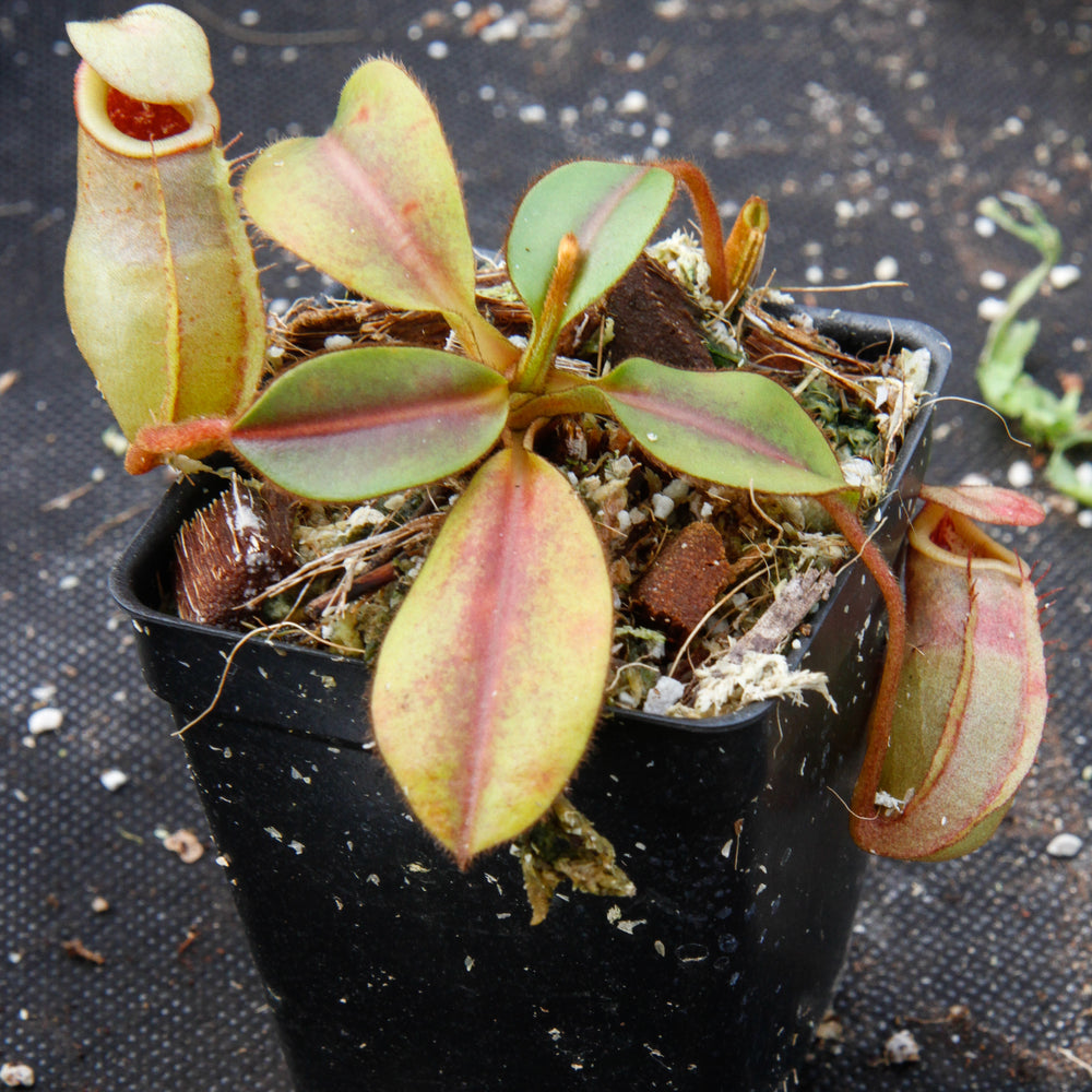 
                      
                        Nepenthes rajah x veitchii, BE-3730
                      
                    