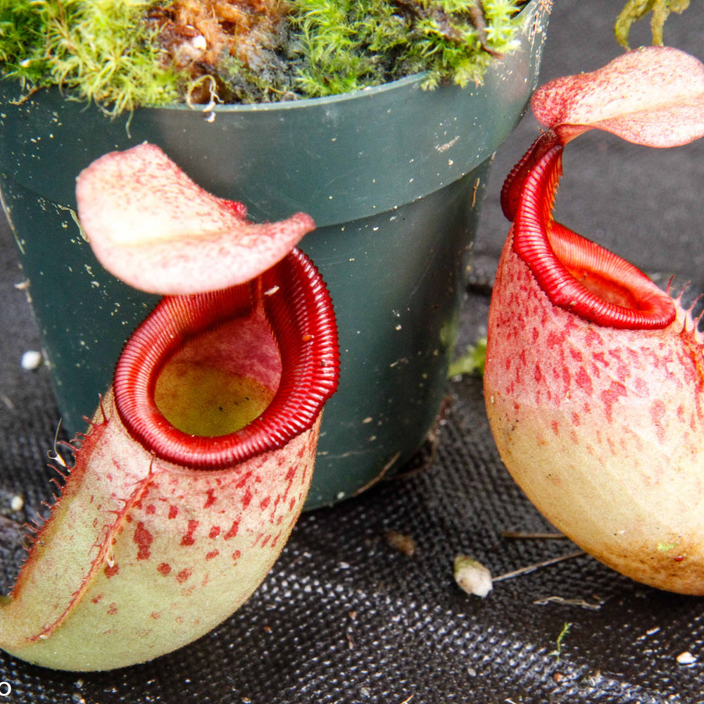 
                      
                        Nepenthes rajah x veitchii, BE-3730
                      
                    