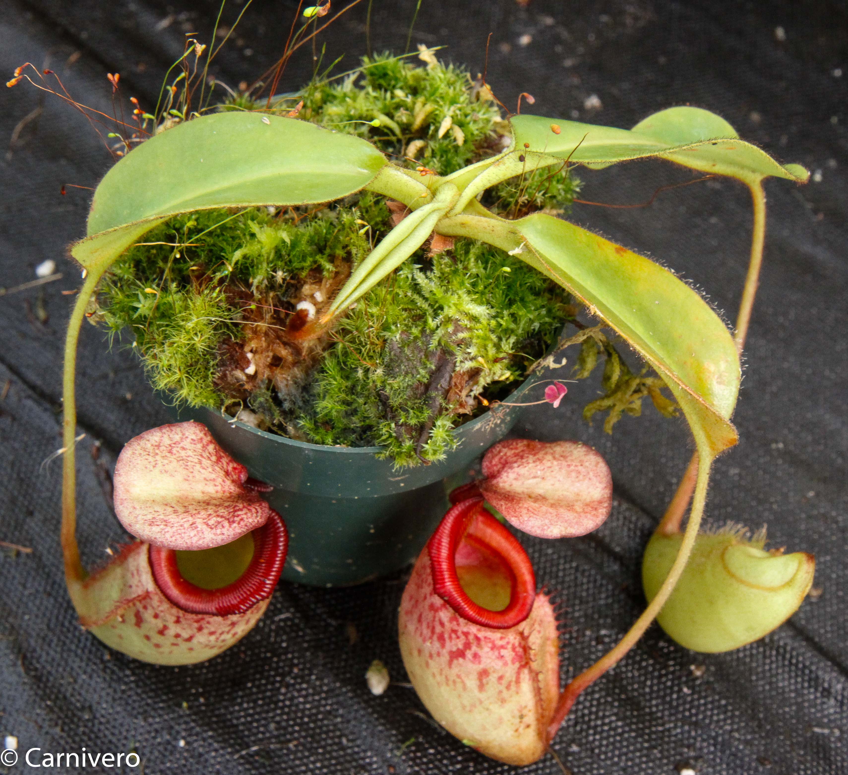 Nepenthes rajah x veitchii, BE-3730 – Carnivero