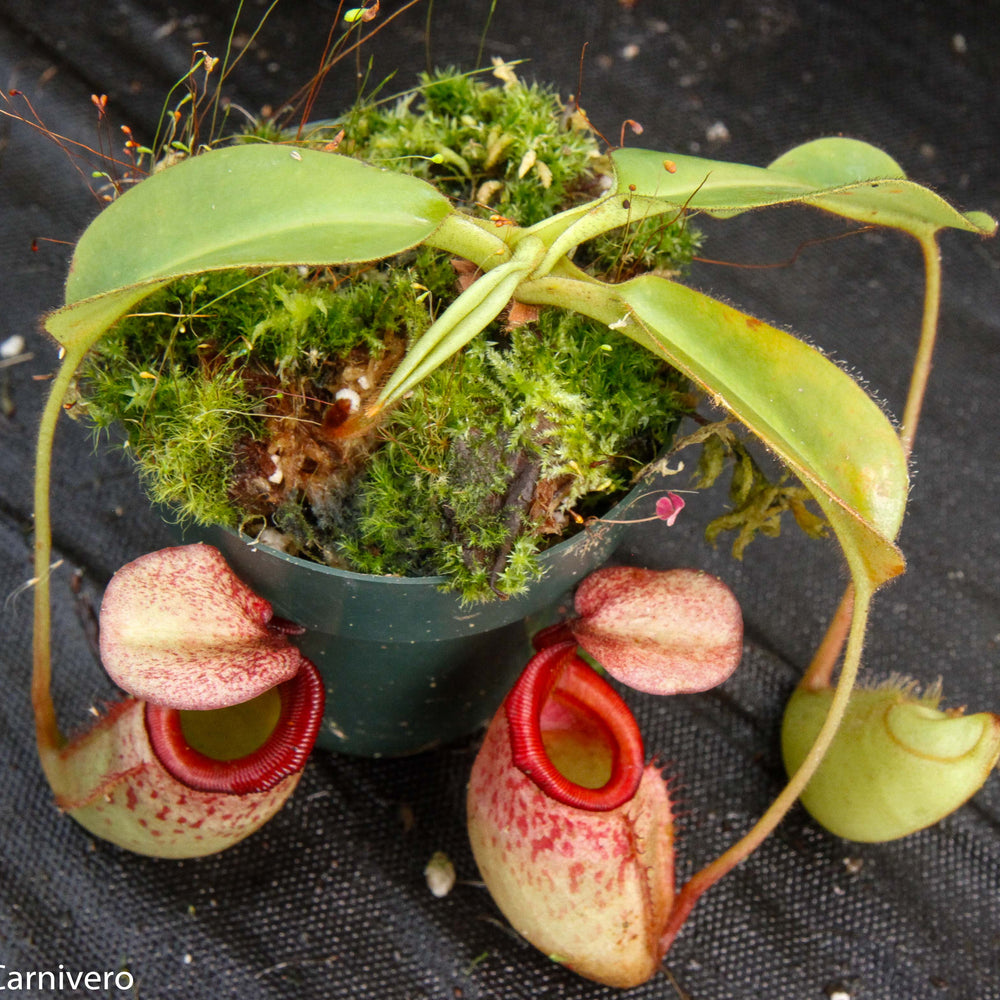 
                      
                        Nepenthes rajah x veitchii, BE-3730
                      
                    