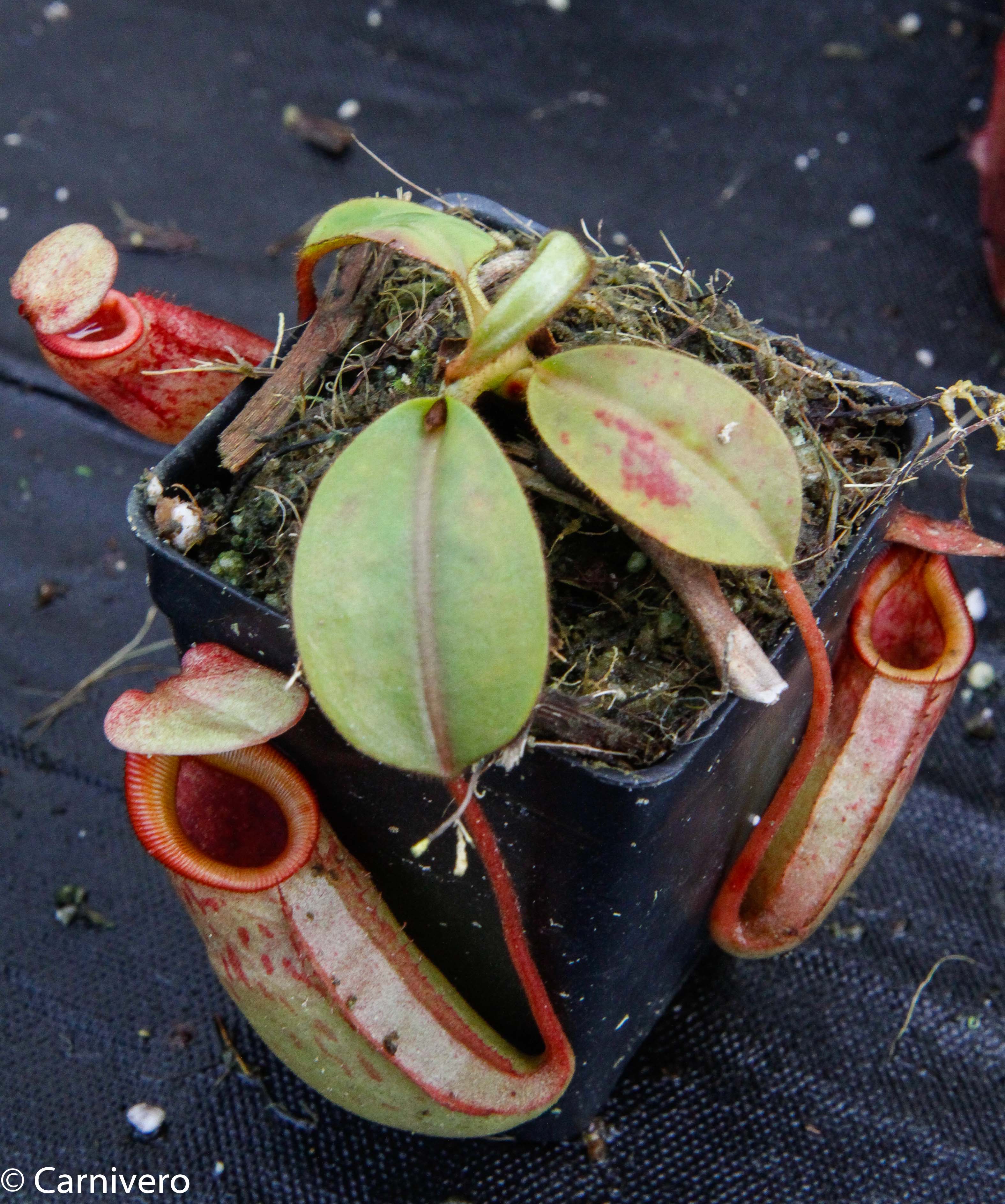 Nepenthes rajah x veitchii, BE-3730 – Carnivero