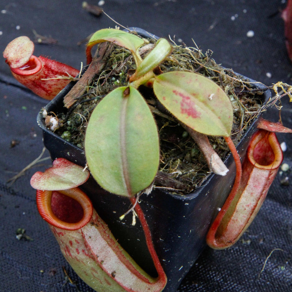 
                      
                        Nepenthes rajah x veitchii, BE-3730
                      
                    