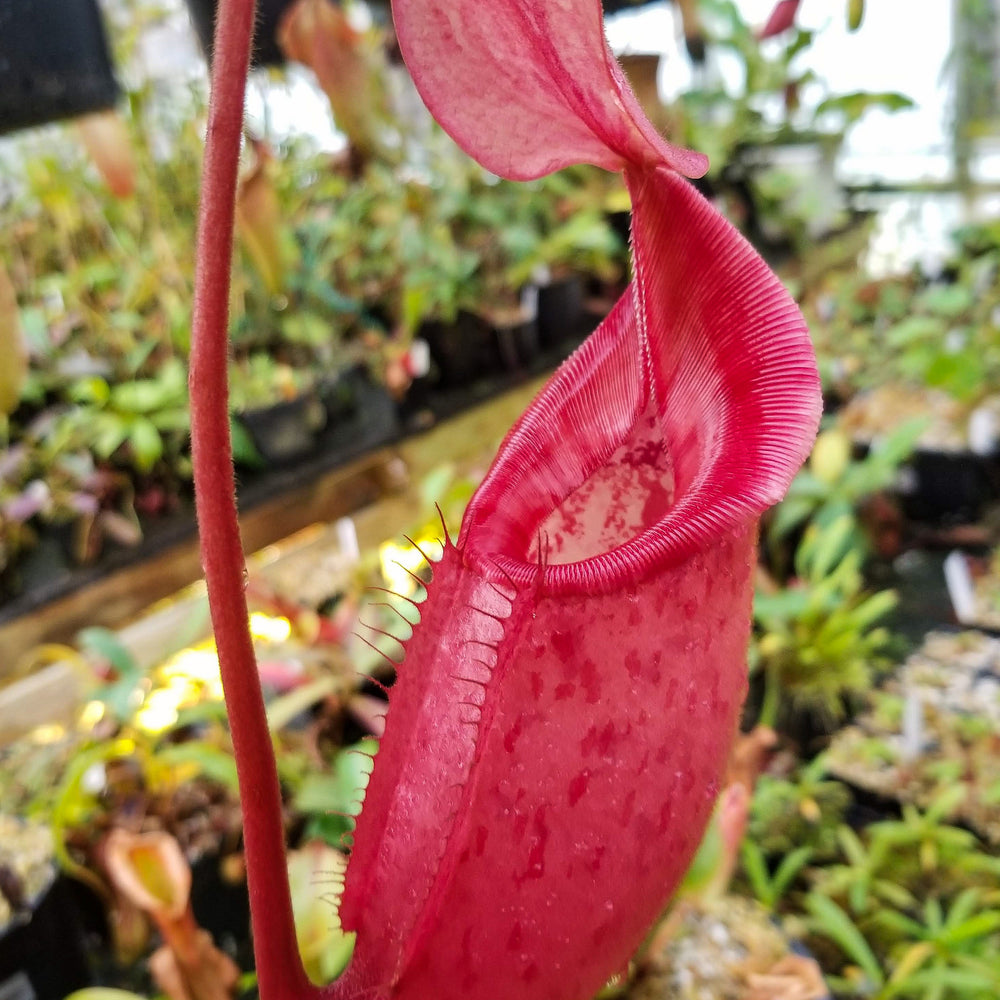 
                      
                        Nepenthes rajah x veitchii, BE-3730
                      
                    