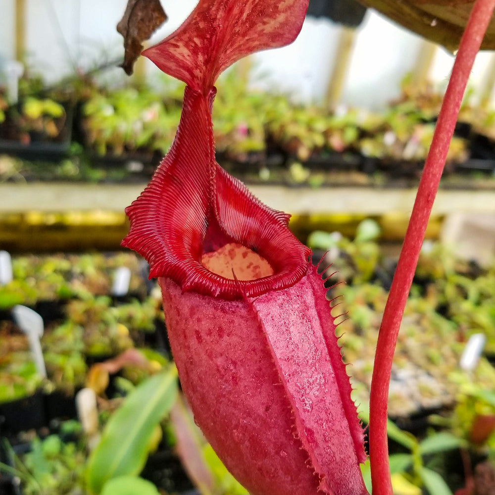 
                      
                        Nepenthes rajah x veitchii, BE-3730
                      
                    