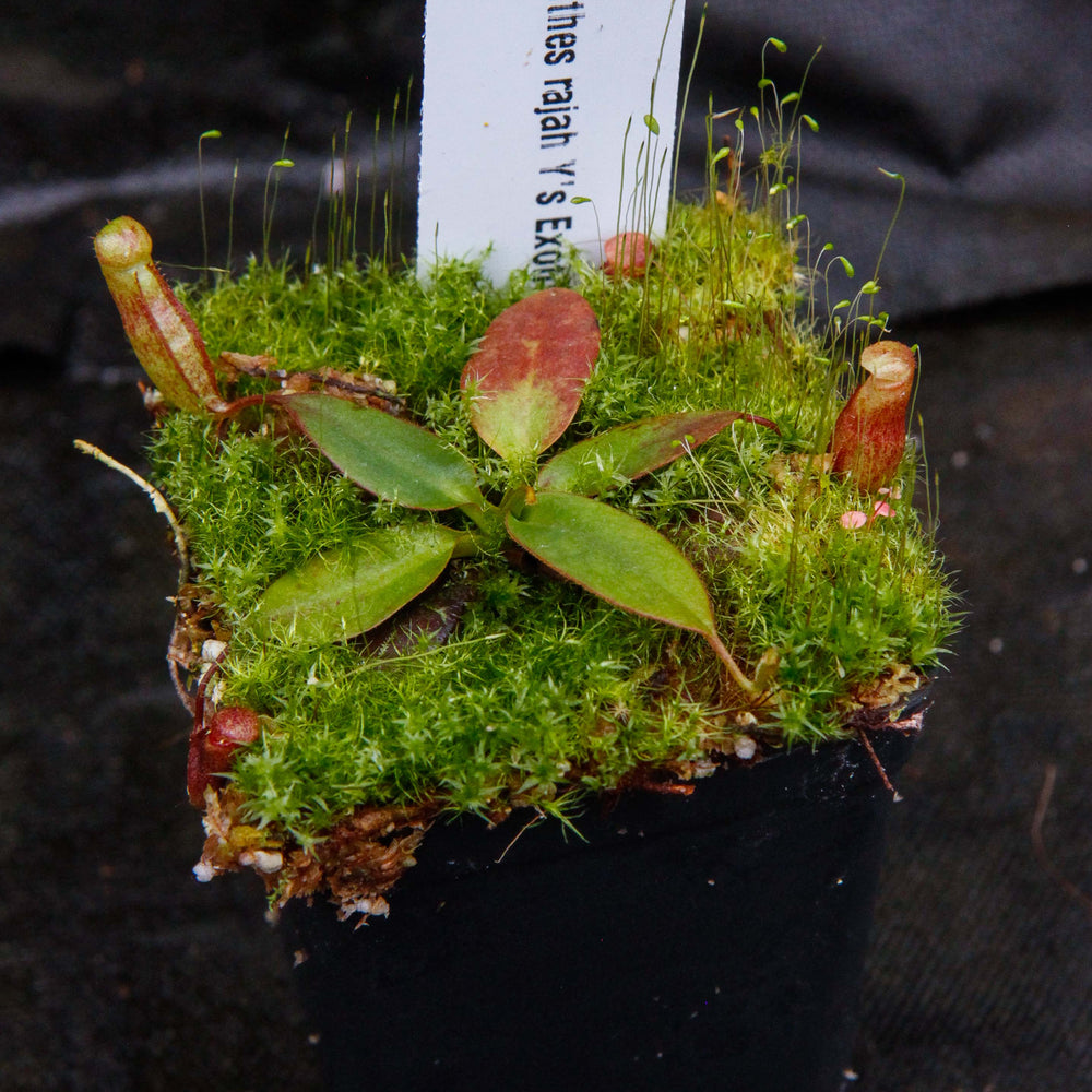 
                      
                        Nepenthes rajah, Thomas Alt
                      
                    