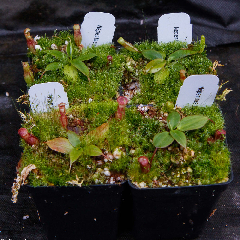 
                      
                        Nepenthes rajah, Thomas Alt
                      
                    