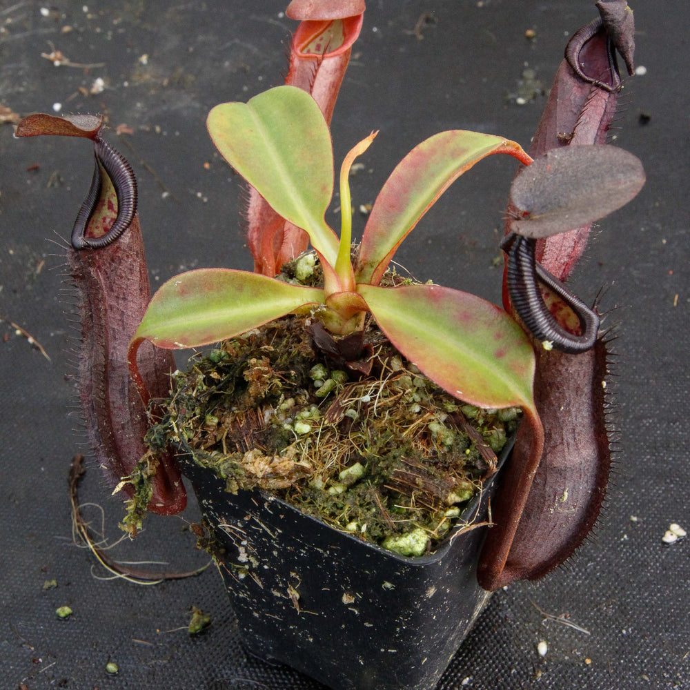 
                      
                        Nepenthes maxima x ramispina, BE-3740
                      
                    