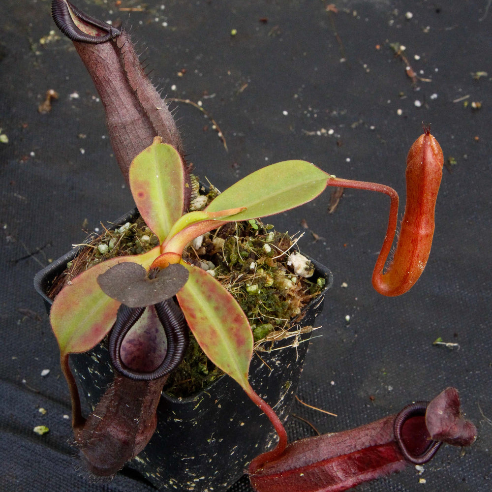 
                      
                        Nepenthes maxima x ramispina, BE-3740
                      
                    